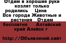 Отдам в хорошие руки козлят.только родились. › Цена ­ 20 - Все города Животные и растения » Отдам бесплатно   . Алтайский край,Алейск г.